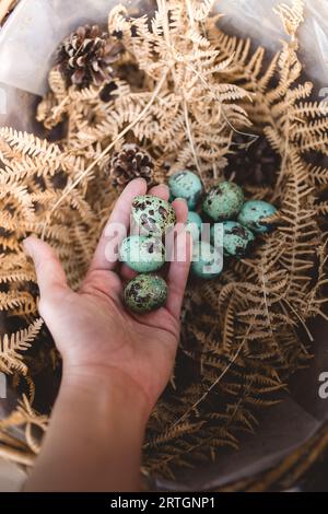 From above crop hand of person putting colored quail eggs in nest of dry plants and snags in basket Stock Photo