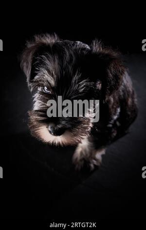 From above of cute purebred black small miniature Schnauzer dog sitting on black surface and looking at camera Stock Photo