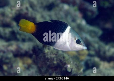 Female Blackeye Thicklip Wrasse, Hemigymnus melapterus, Dili Rock West dive site, Dili, East Timor Stock Photo