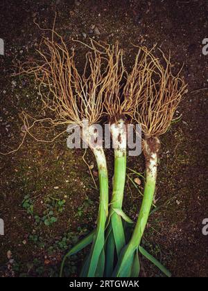 Top view of fresh green onions with tick stems and long roots placed on ground Stock Photo