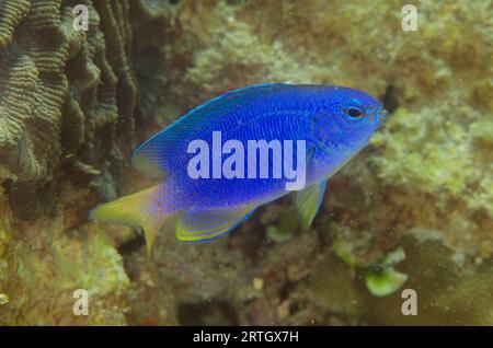Neon Damselfish, Pomacentrus coelestis, Dili Rock East dive site, Dili, East Timor Stock Photo