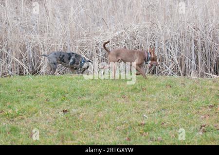 Two dogs walking around the pond together Stock Photo