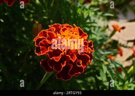 Tagetes patula, the flowers are blooming in the garden. the color is brownish red with wrinkled petals Stock Photo