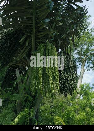 Arenga pinnata, the fruit is green to dark green in large bunches and hangs on the tree. Stock Photo