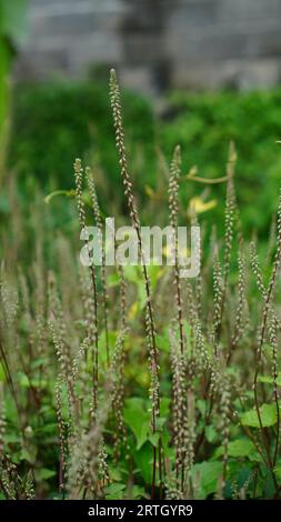 Cyathula prostrata has red-gray flowers with tall upright stalks. Stock Photo
