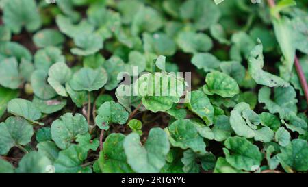 The leaves of the Merremia emarginata plant are oval in shape with a wrinkled surface and pinnate veins Stock Photo