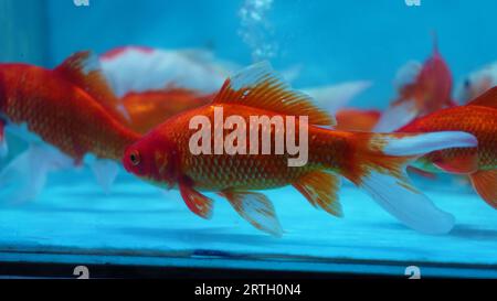 Comet goldfish in the aquarium are orange in color with white fins and long tail. Stock Photo