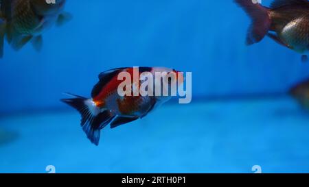 Ryukin goldfish in the aquarium, the body is white and red with a combination of black with fins and a short tail without a tassel Stock Photo
