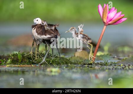 Father pheasant jacana with two of his chicks covered by his feathers, as one chick jumps away from a lily for shelter in his feathers. West Bengal, I Stock Photo