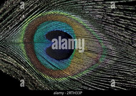 Closeup view of peacock feather isolated against a black background Stock Photo
