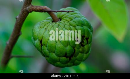 Annona squamosa fruit is on the tree. the surface of the skin is wrinkled green when it is still raw. Stock Photo