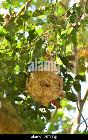 The Vespa affinis nest or lesser banded hornet is in a tree, hanging from a branch among the leaves. Stock Photo