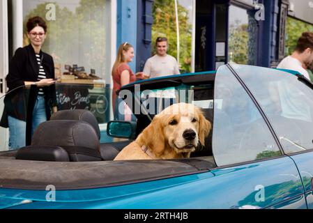 A bored Labrador Retriever waits in the back seat for its owner to return to their soft-top car Stock Photo