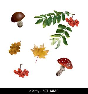 Mushrooms, maple and oak leaves, rowan berries and leaves. Vector illustration of autumn set. Greeting cards, invitations, autumn banners, flyers. Stock Vector