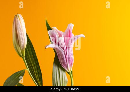 Pink lilies flower and copy space on orange background Stock Photo