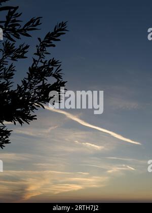 blue sky with trees in background blue sky background with clouds. Beautiful sunset sky above clouds with dramatic light. Fluffy clouds at sunset. Hig Stock Photo