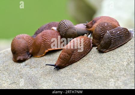 Arion Vulgaris aka Spanish slug. The most Invading animal in Europe and the biggest enemy of every gardener. Czech republic nature. Stock Photo