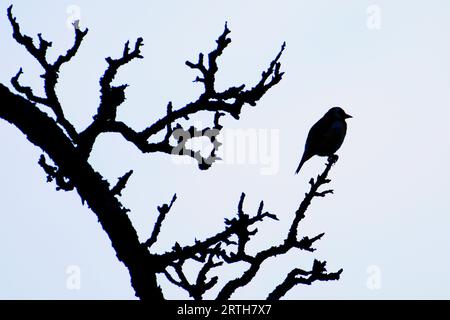 Very fat bird Carduelis carduelis aka European goldfinch is sitting on the tree stick top. Black and white silhouette on blue background. Stock Photo