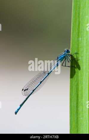 Common azure damselfly (Coenagrionoidea) insect is sitting on the grass straw on the surface of the pond in czech republic nature. Blurred background. Stock Photo