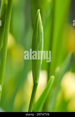Water flower Iris pseudacorus aka yellow iris. Unoupened flower bloom on the pond. Stock Photo
