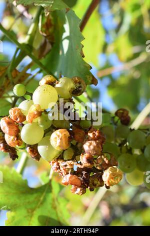 wasps on white grapes Stock Photo - Alamy