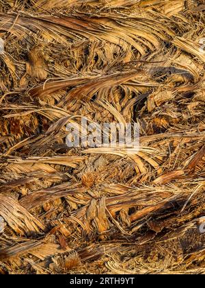 Coconut palm tree bark background, closeup. Abstract texture. High quality photo Stock Photo