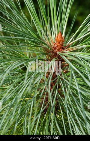 Pinus Montezuma Sheffield Park, Mexican pine, Montezuma Pine, Ocote, close-up of needles Stock Photo
