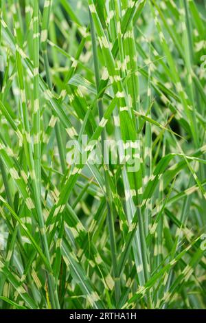 Porcupine Grass Strictus, Miscanthus sinensis Strictus, Chinese silver grass, variegated foliage Stock Photo