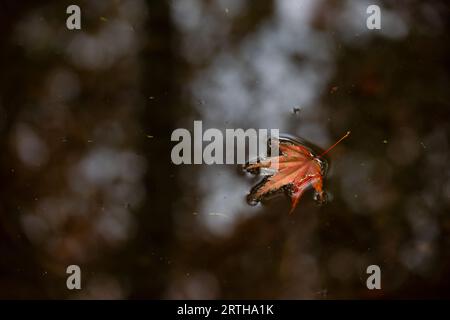 Maple leaf floating on the water in Japan Stock Photo