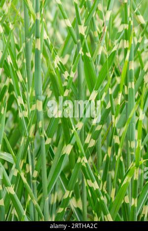 Porcupine Grass Strictus, Miscanthus sinensis Strictus, Chinese silver grass, variegated foliage Stock Photo