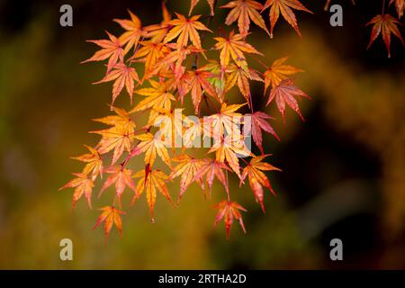 Colorful maple leaves in autumn season hanging on the branch with blurred background, taken from Japan. Stock Photo