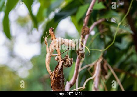 An oriental garden lizard, Calotes versicolor, poses on a tree branch, Thailand, Stock Photo
