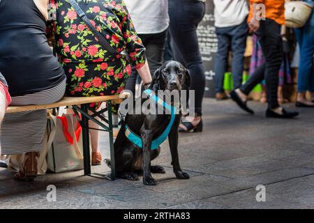 Dogs waiting with their owners Stock Photo