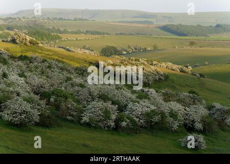 Blackthorn-Prunus spinosa in flower growing on the South Downs National Park, Brighton, East Sussex, England, Uk Stock Photo