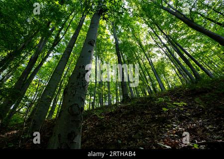 Sun beams through thick trees branches in dense green forest Stock Photo