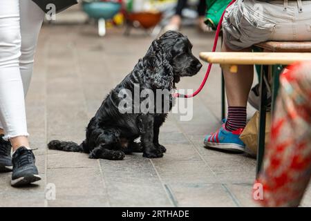 Dogs waiting with their owners Stock Photo