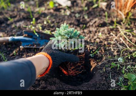 Planting Blue star juniper into soil. Groundcovering evergreen ready for transplanting in fall garden. Gardener puts plant in hole. Stock Photo