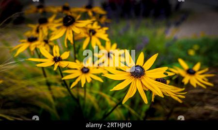 Large, golden-yellow, daisy-like flowers Stock Photo