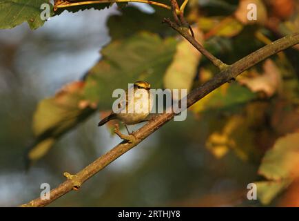 Pallas's Warbler (Phylloscopus proregulus) vagrant on Sycamore tree  Sea Palling, Norfolk, UK.              October Stock Photo