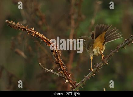 Radde's Warbler (Phylloscopus schwarzi) perched on bramble with tail fanned  Happisburgh, Norfolk, UK.        October Stock Photo