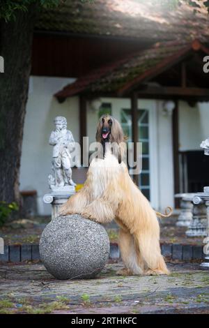 Black and masked Afghan hound on a statue posing Stock Photo