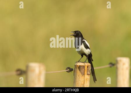 European magpie (Pica pica) sitting on a fence post in Frankfurt, Germany Stock Photo