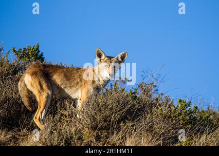 Coyote (Canis latrans) in the Golden Gate National Recreation Area north of San Francisco, California, USA. Coyote in the Golden Gate National Stock Photo