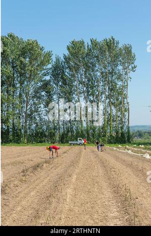 migrant workers harvesting asparagus Stock Photo