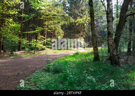 Cozy path in forest in morning light in summer Stock Photo