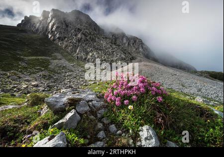 Pink flowers on rocks in summer Alps Stock Photo