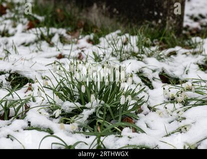 Snowdrop (Galanthus nivalis) in snow. March, Surrey, UK Stock Photo
