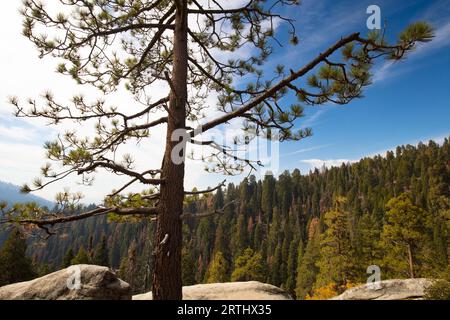 Viewing point from Generals Hwy thru Sequoia National Park in California, USA Stock Photo