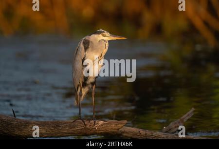 Grey Heron Sunset, Gambia Stock Photo