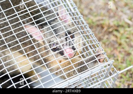 A brushtail possum is caught in a cage as a trap in Melbourne, Victoria, Australia Stock Photo